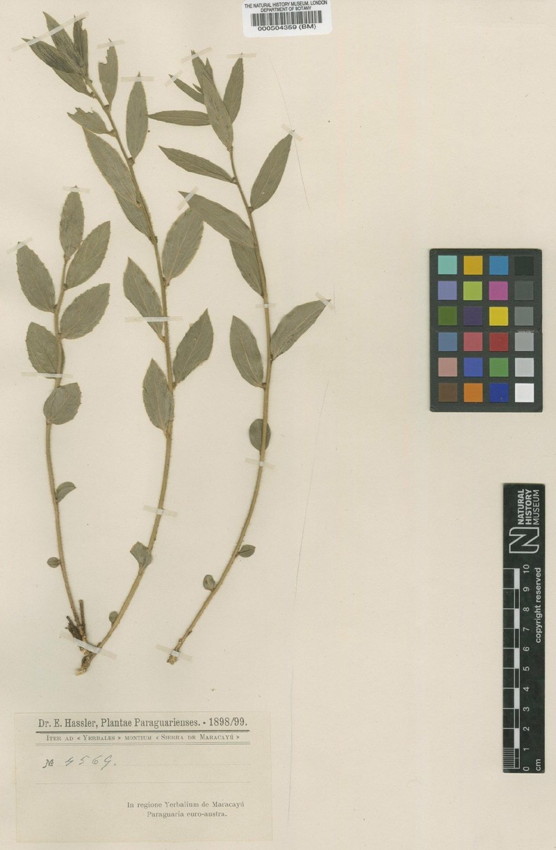 Bernardia simplex photo 3