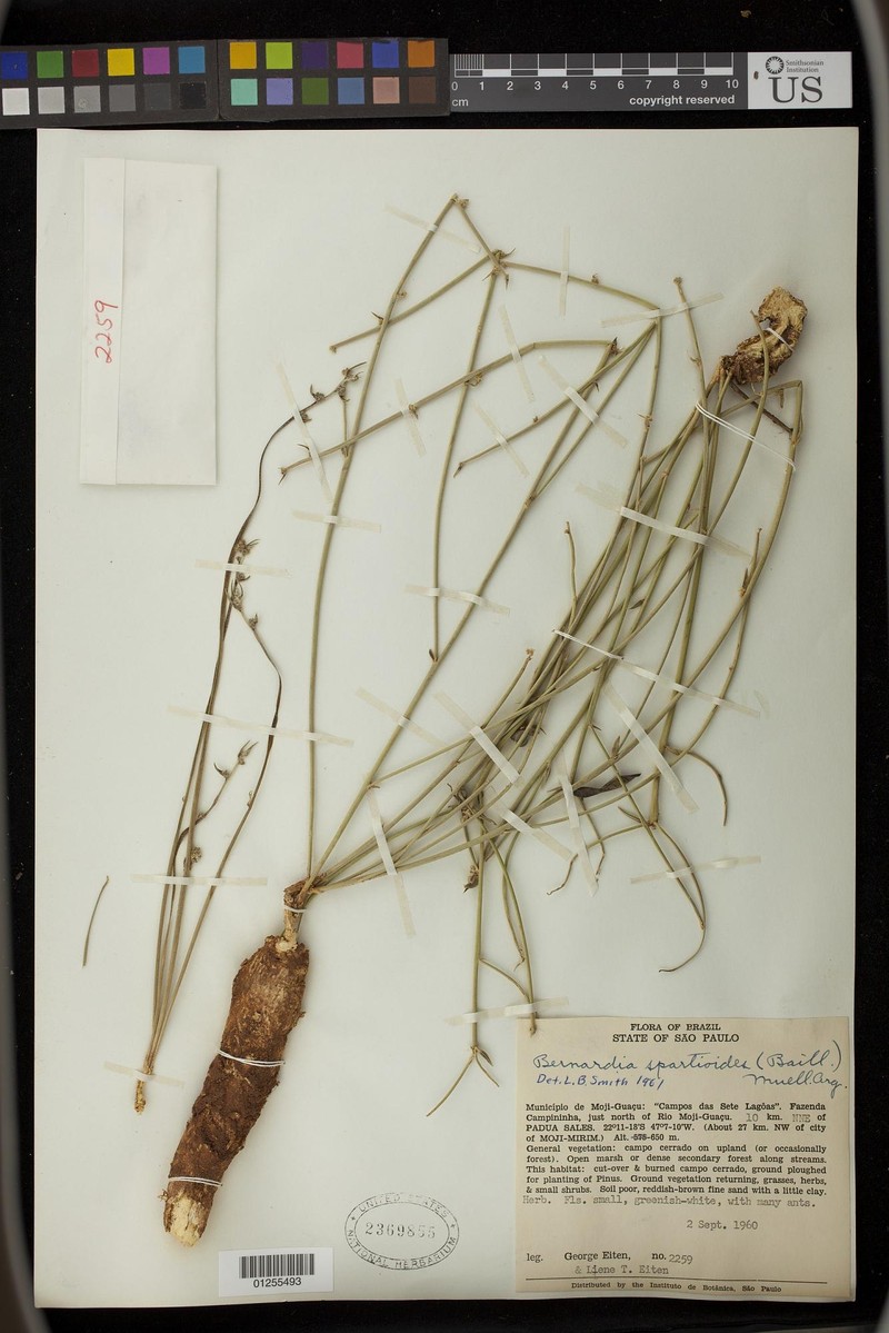 Bernardia spartioides