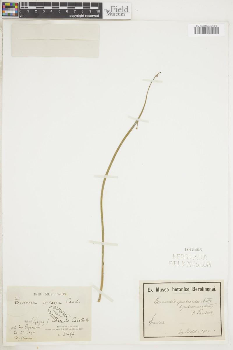Bernardia spartioides photo 2