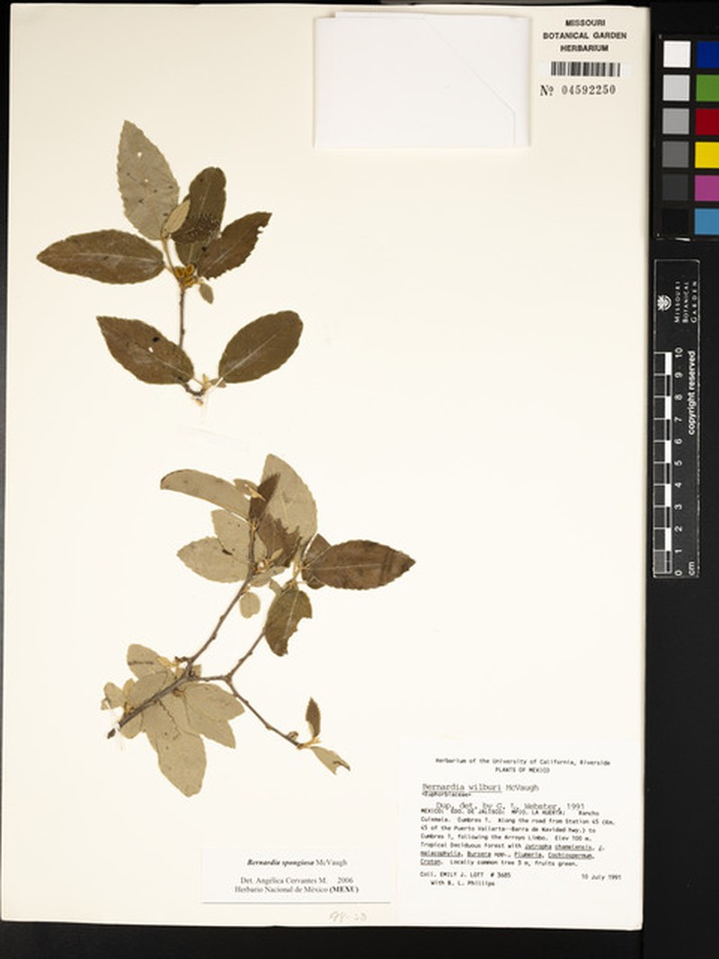 Bernardia spongiosa