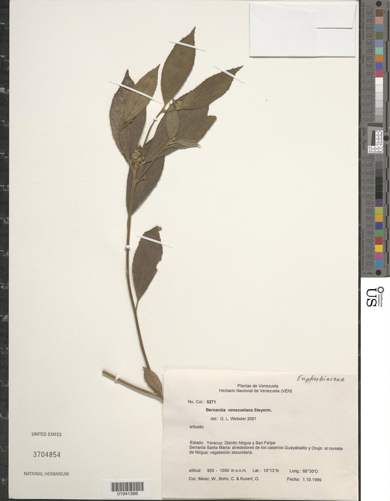 Bernardia venezuelana