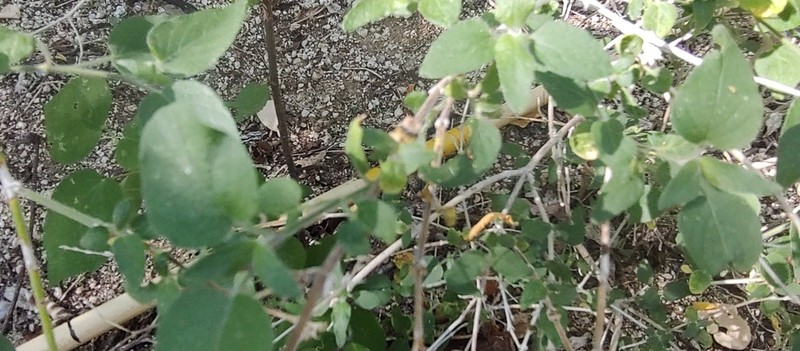 Bernardia viridis