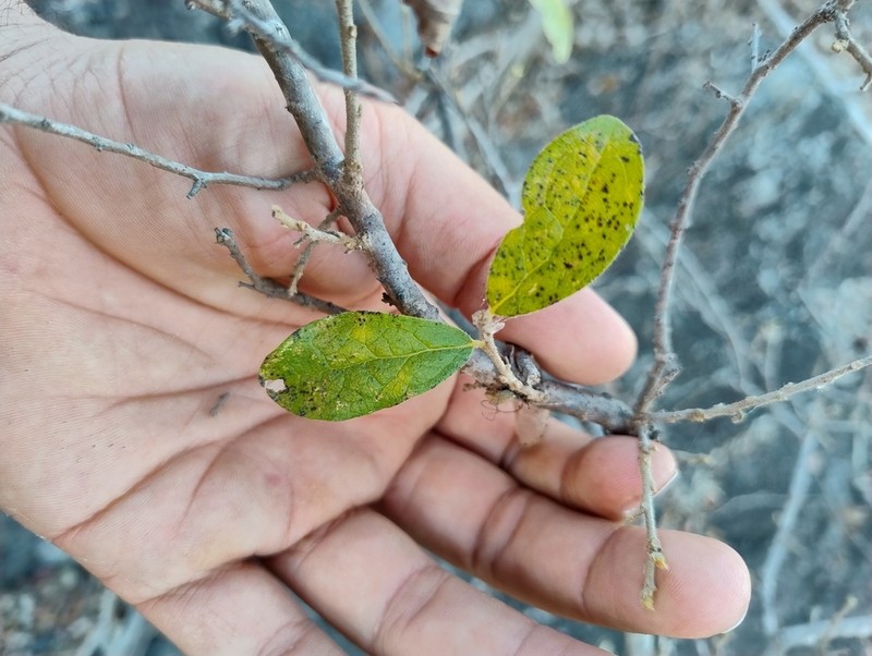 Bernardia viridis photo 2