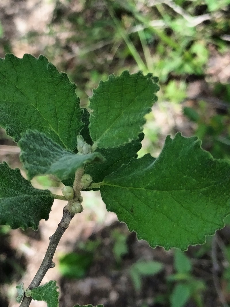 Bernardia viridis photo 3