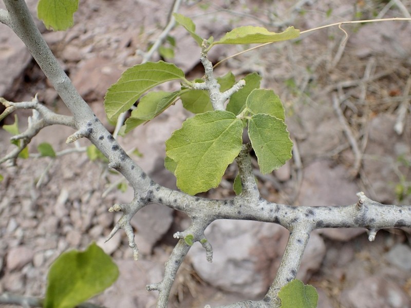 Bernardia viridis photo 4