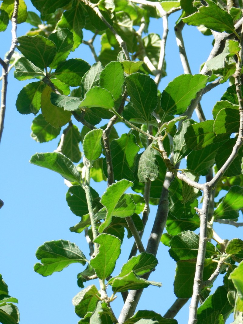 Bernardia viridis photo 6