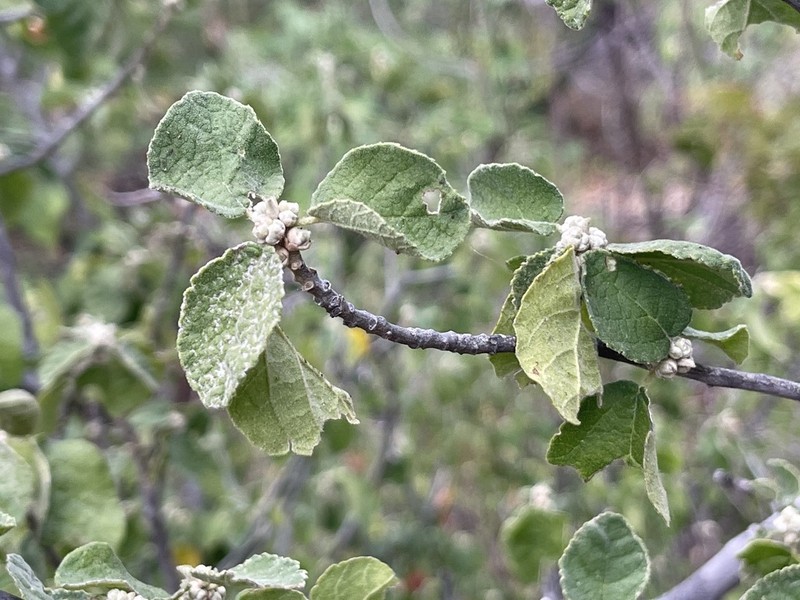 Bernardia viridis photo 8