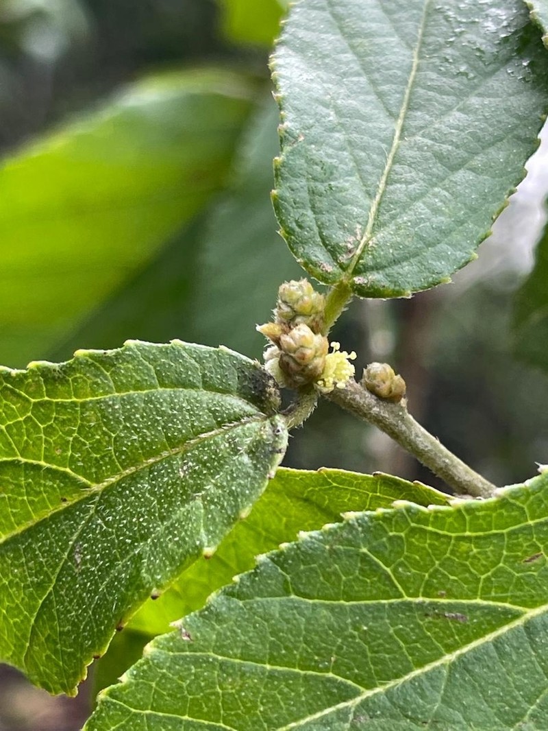 Bernardia yucatanensis