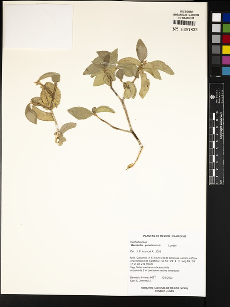 Bernardia yucatanensis photo 2