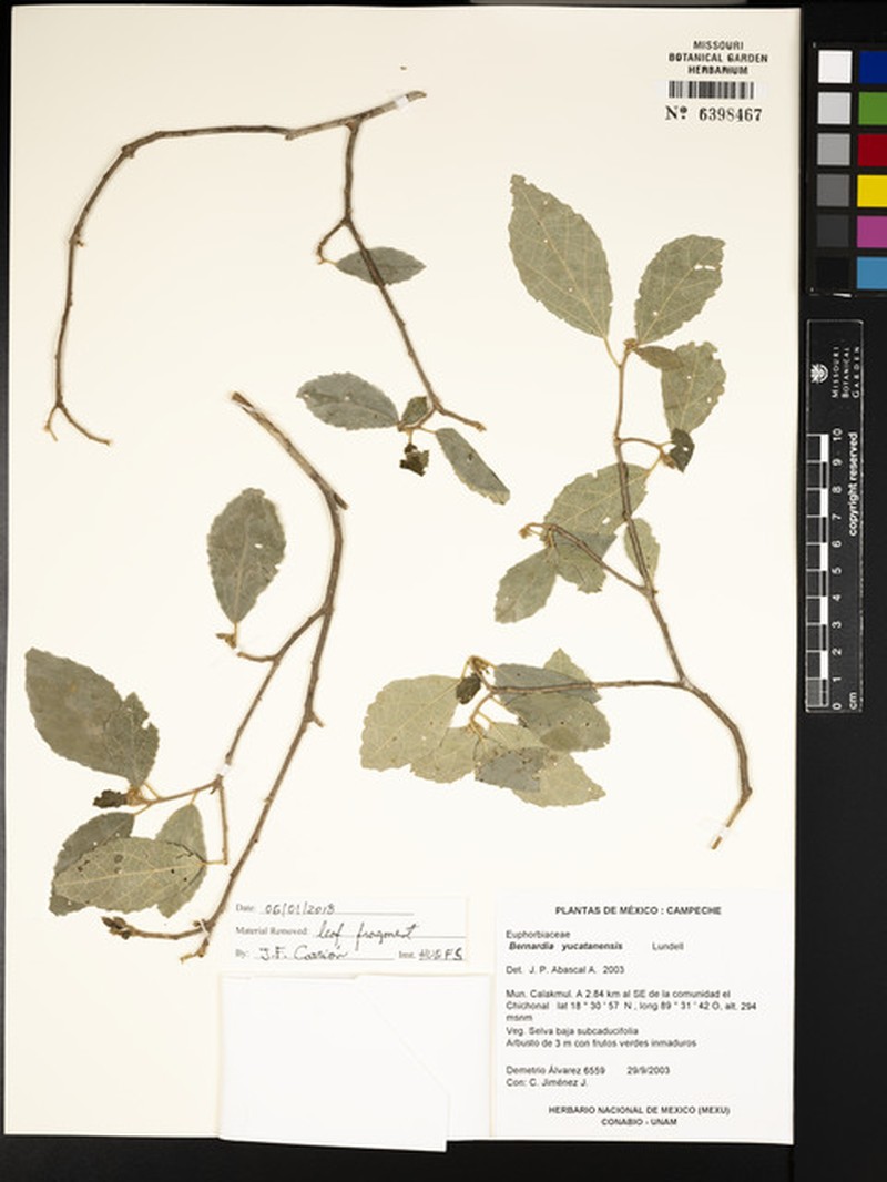 Bernardia yucatanensis photo 3