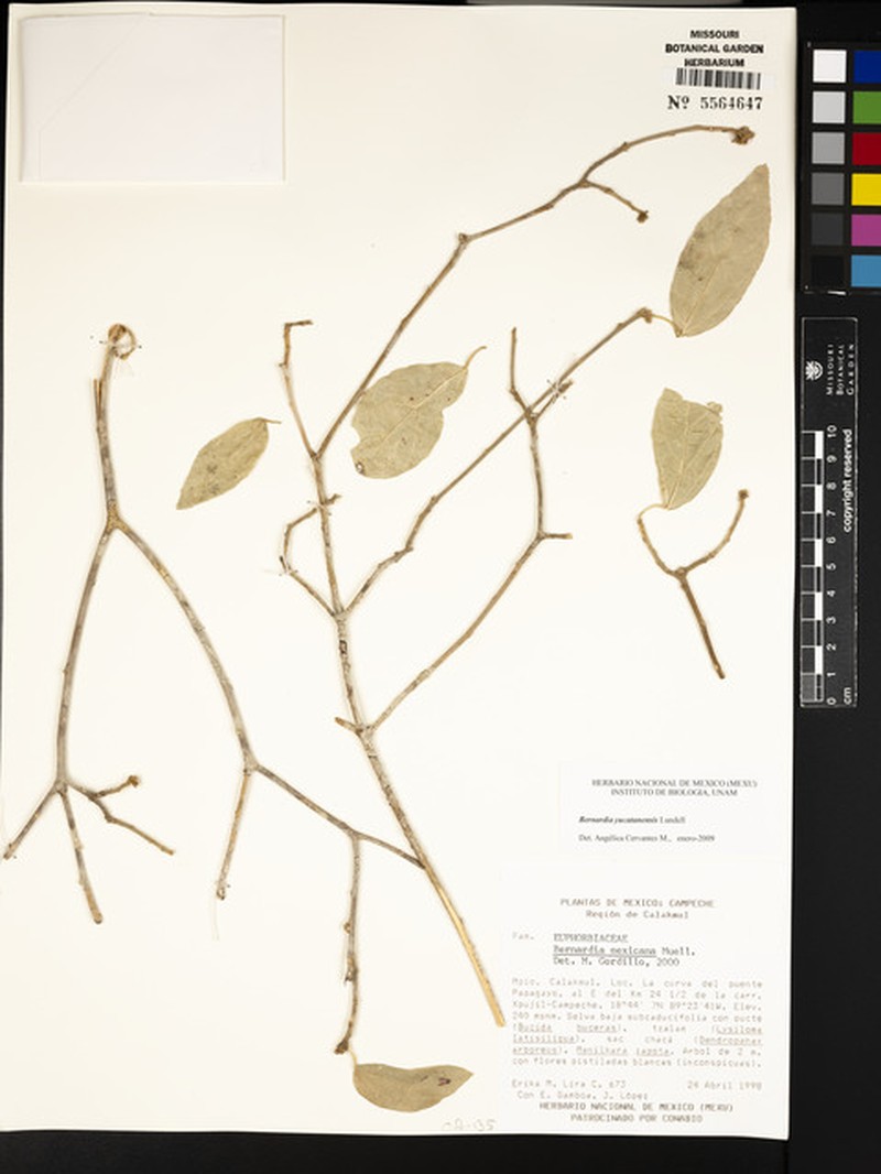 Bernardia yucatanensis photo 4