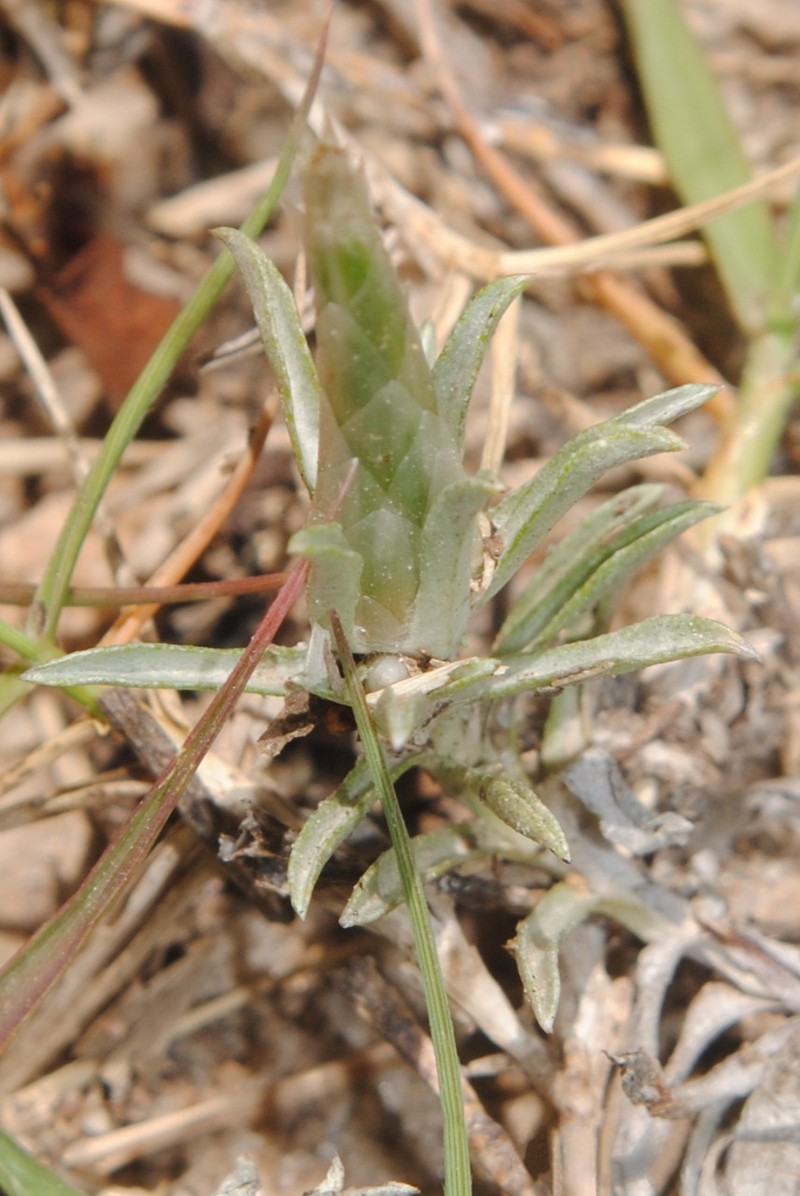 Berroa gnaphalioides
