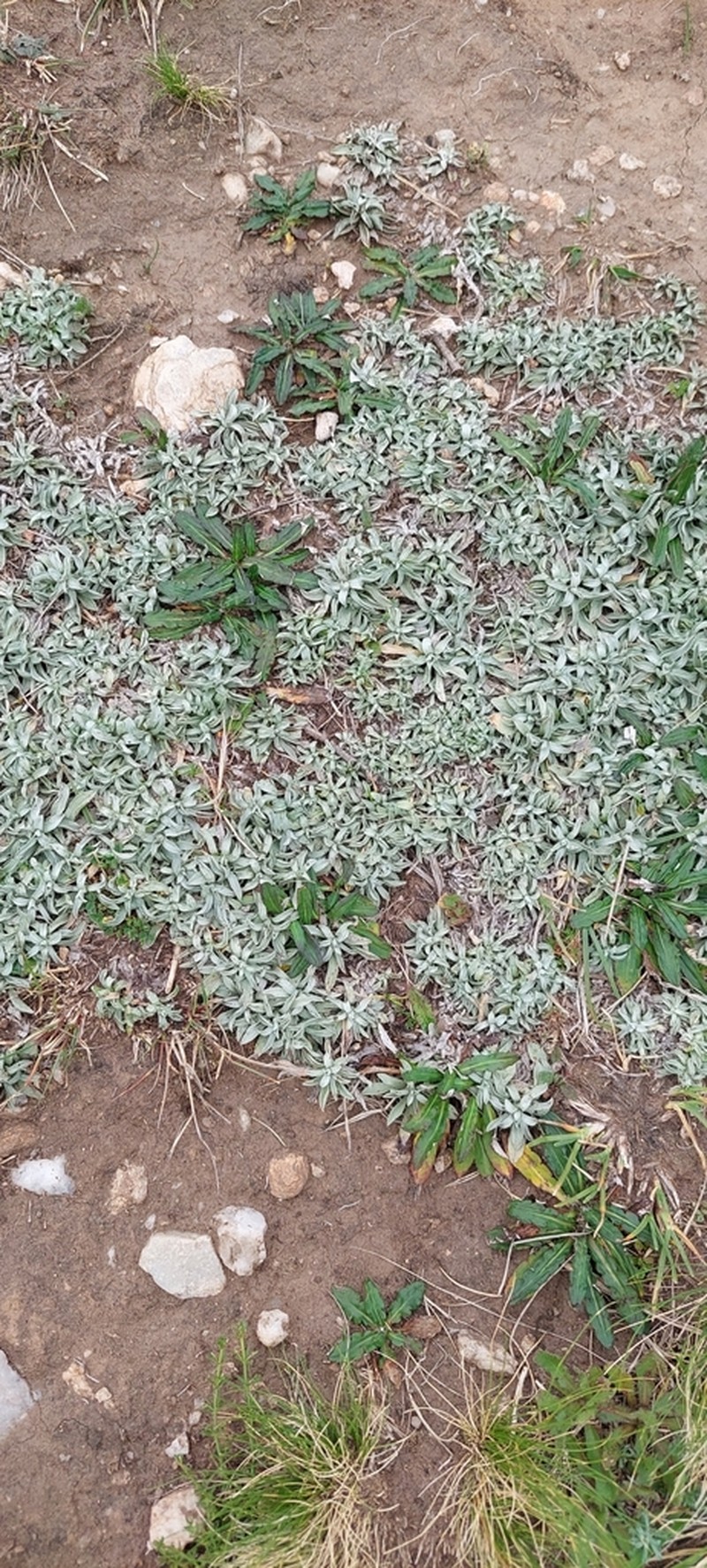 Berroa gnaphalioides photo 6