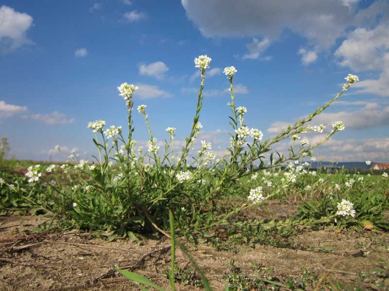 Hoary Alyssum photo 2