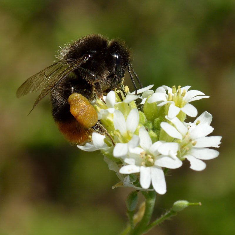 Hoary Alyssum photo 3