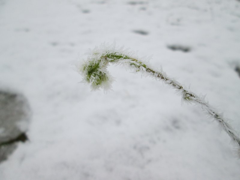 Hoary Alyssum photo 4