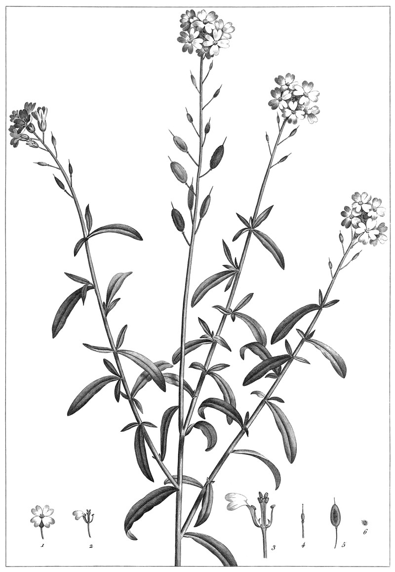 Roadside False Madwort