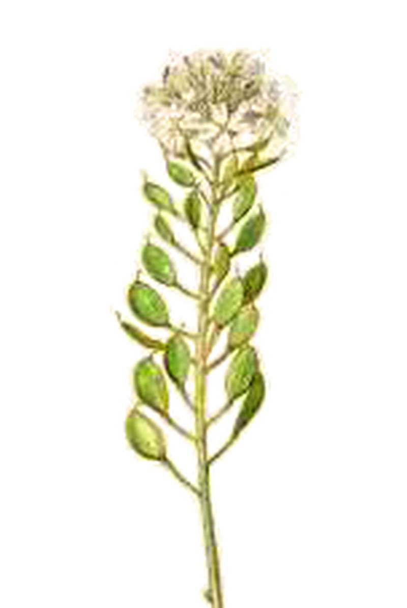 Berteroa obliqua