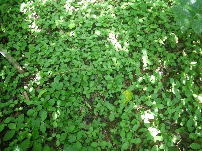 Bertiera adamsii