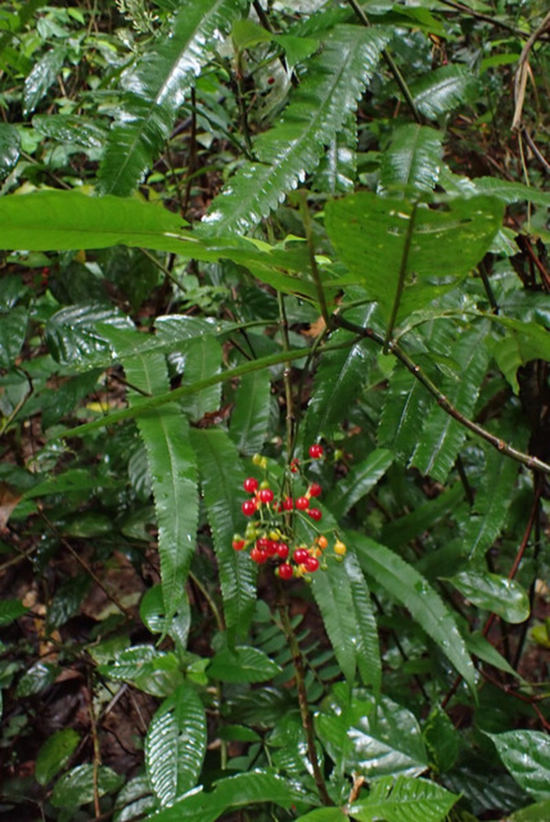 Bertiera aequatorialis