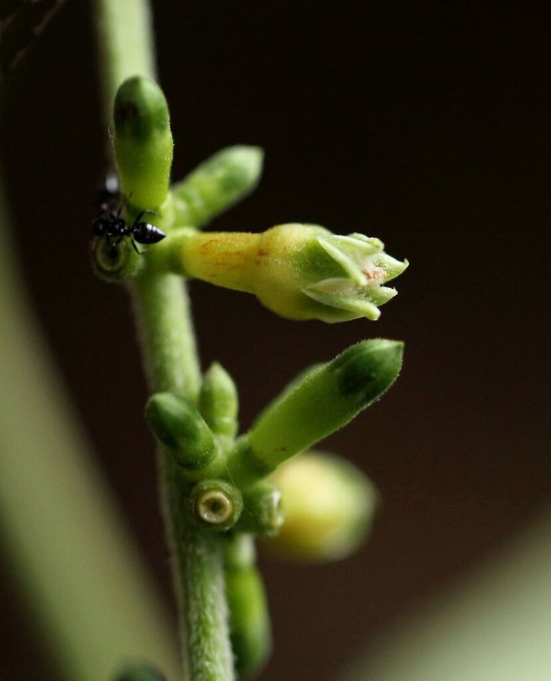 Bertiera aethiopica