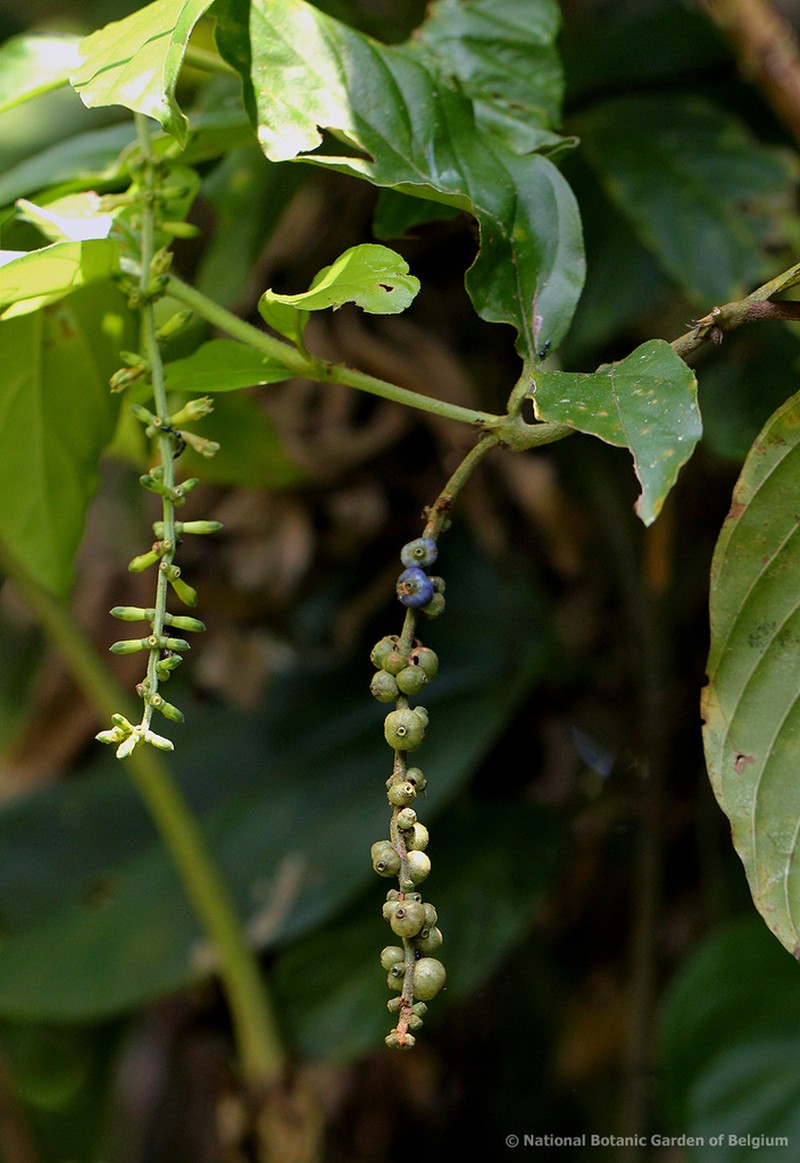 Bertiera aethiopica photo 2