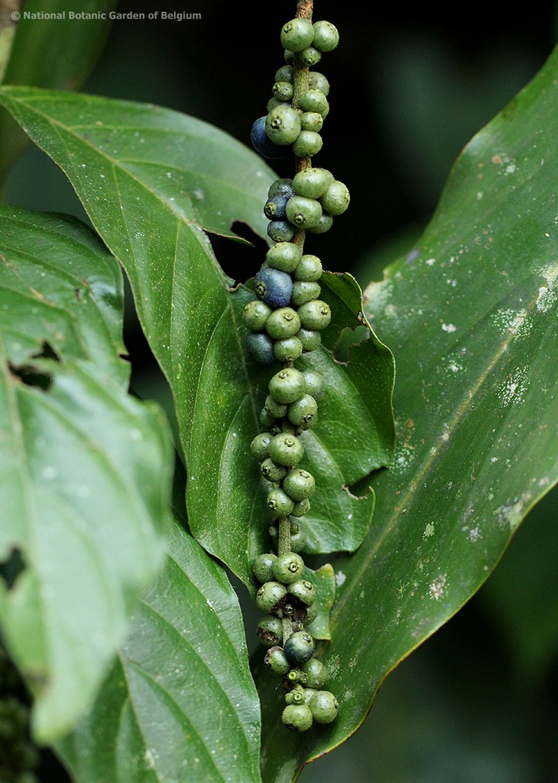 Bertiera aethiopica photo 3