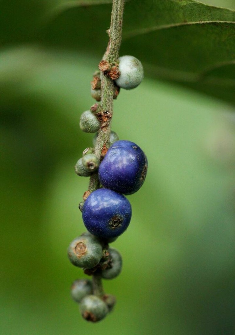 Bertiera aethiopica photo 4