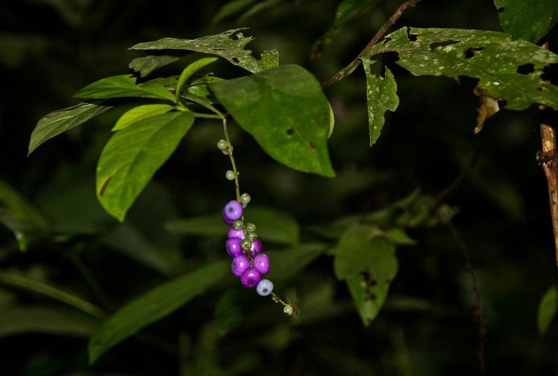 Bertiera aethiopica photo 5
