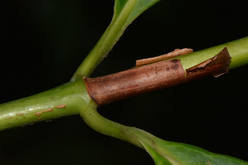 Bertiera angusiana