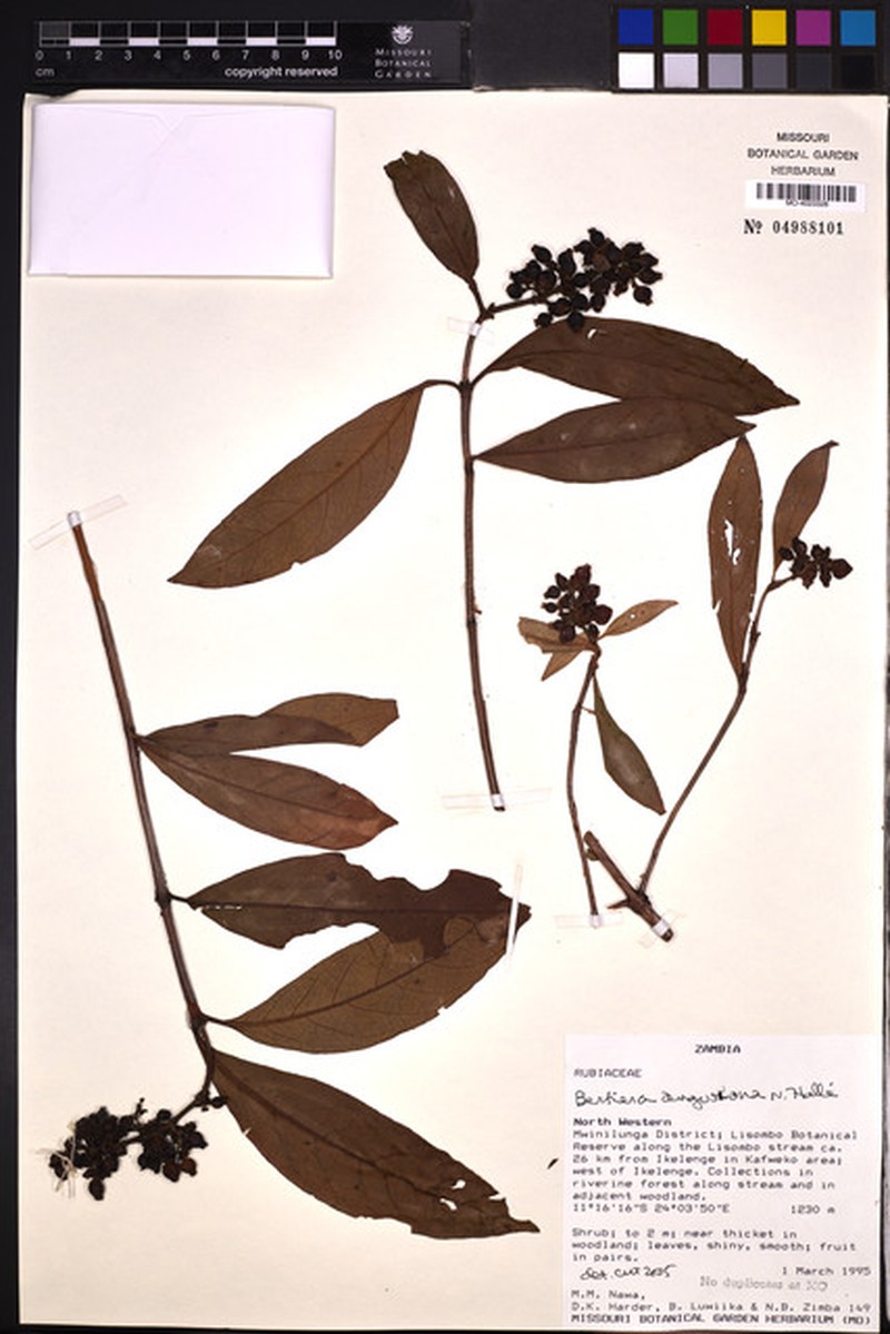 Bertiera angusiana photo 3