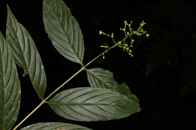 Bertiera angustifolia