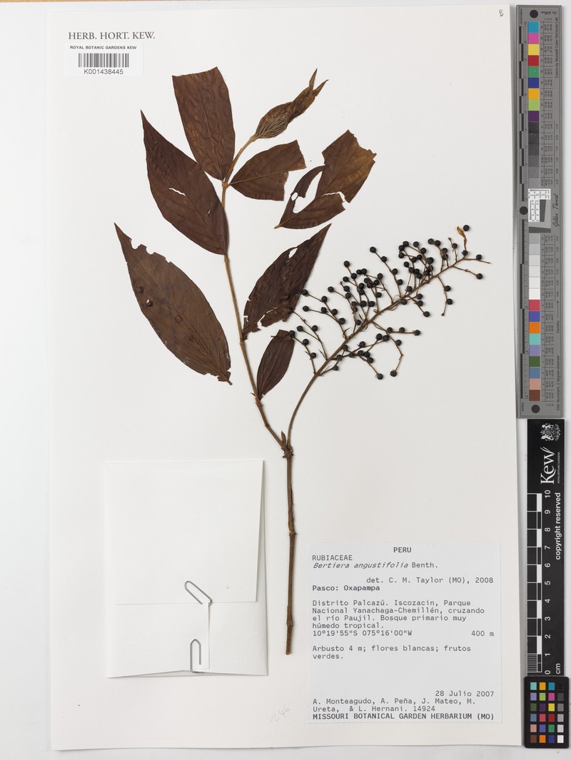 Bertiera angustifolia photo 2