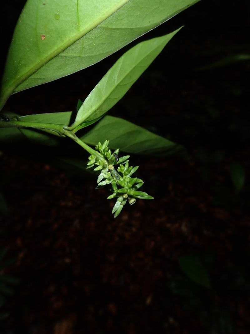 Bertiera arctistipula