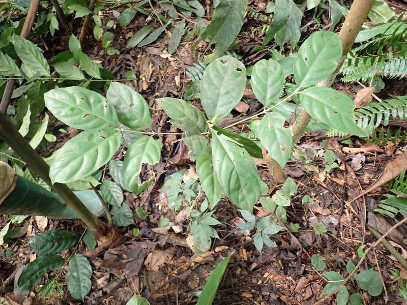 Bertiera batesii