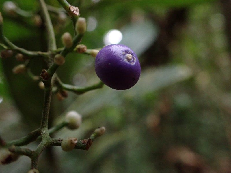 Bertiera batesii photo 2