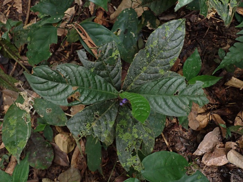 Bertiera bicarpellata