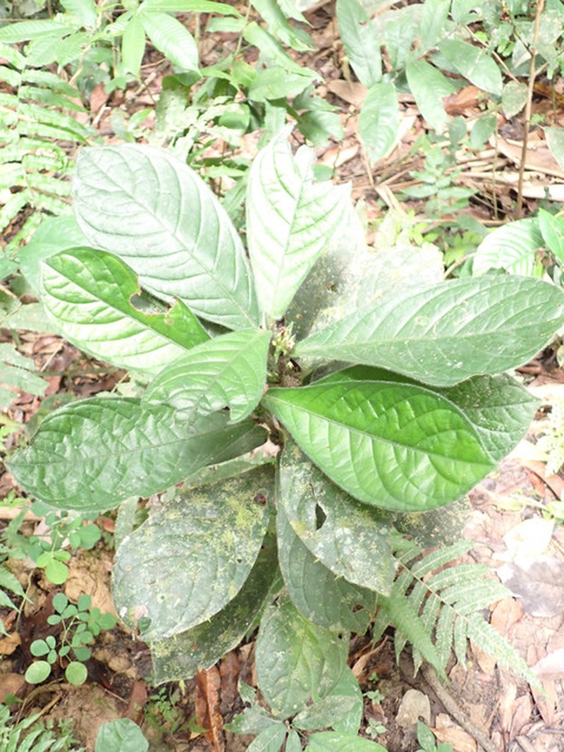 Bertiera bicarpellata photo 2