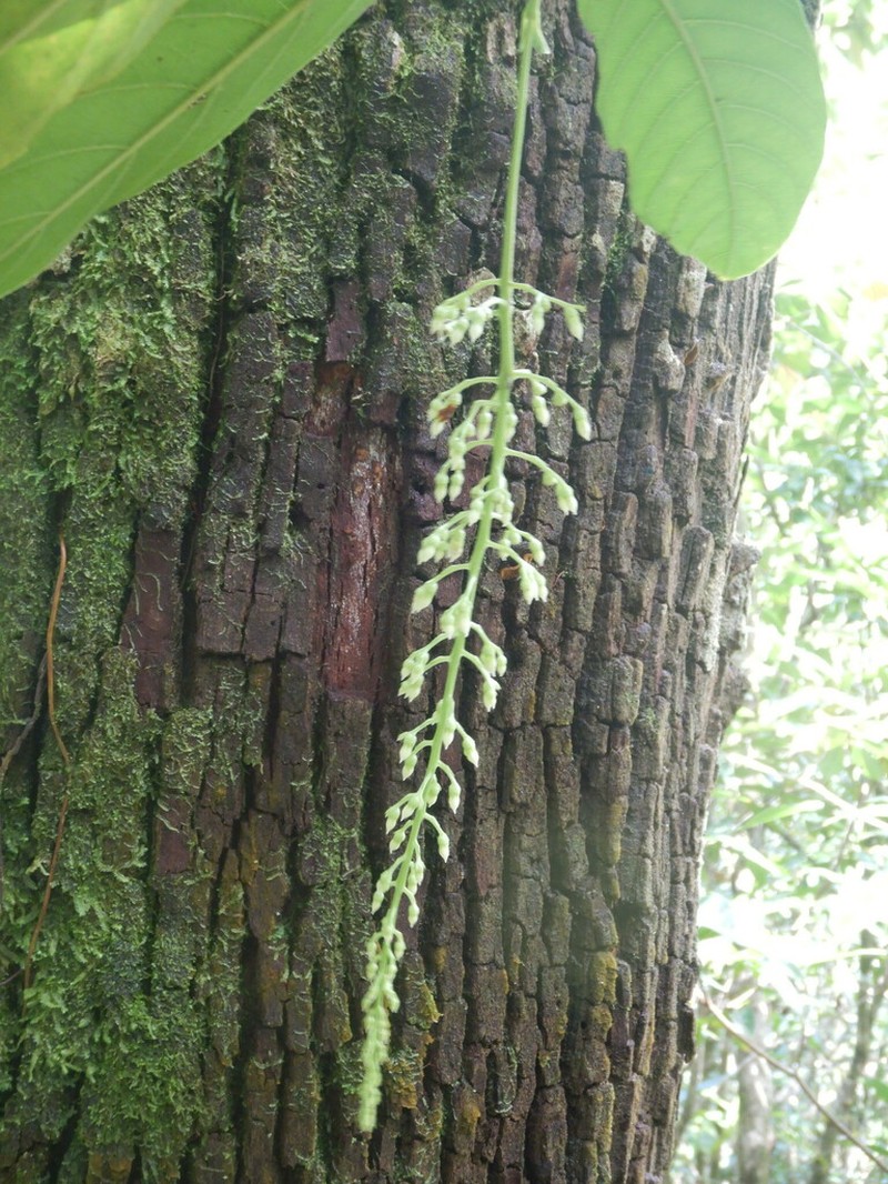 Bertiera borbonica