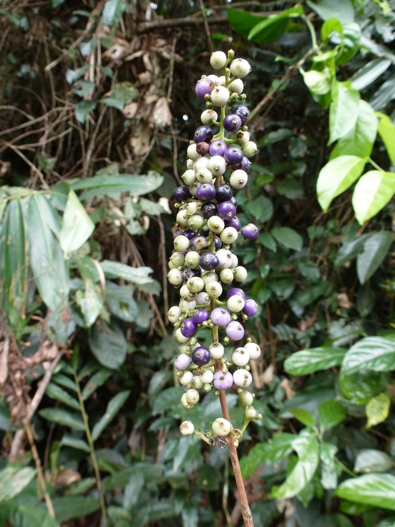 Bertiera bracteolata
