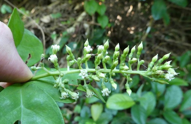 Bertiera bracteolata photo 2