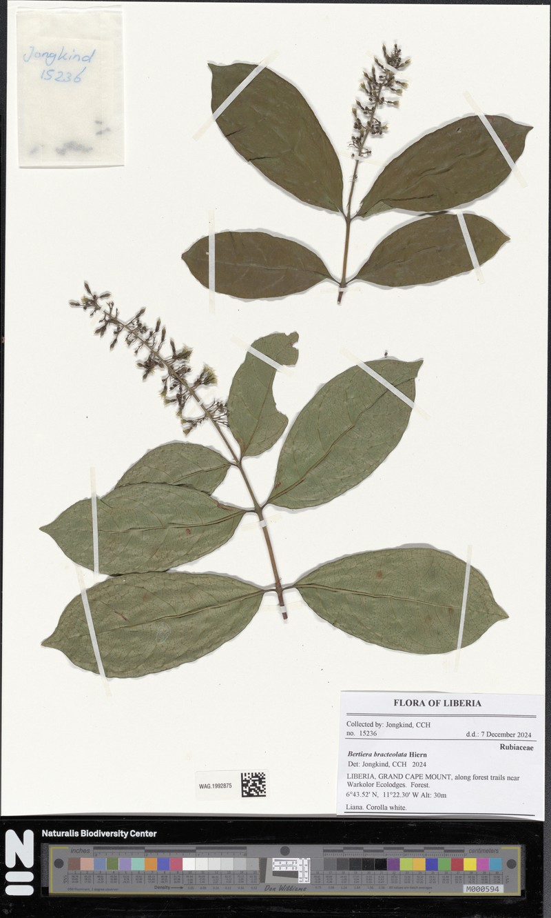 Bertiera bracteolata photo 3