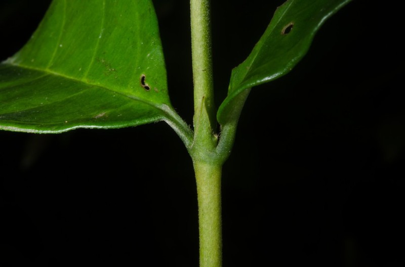 Bertiera bracteolata photo 5