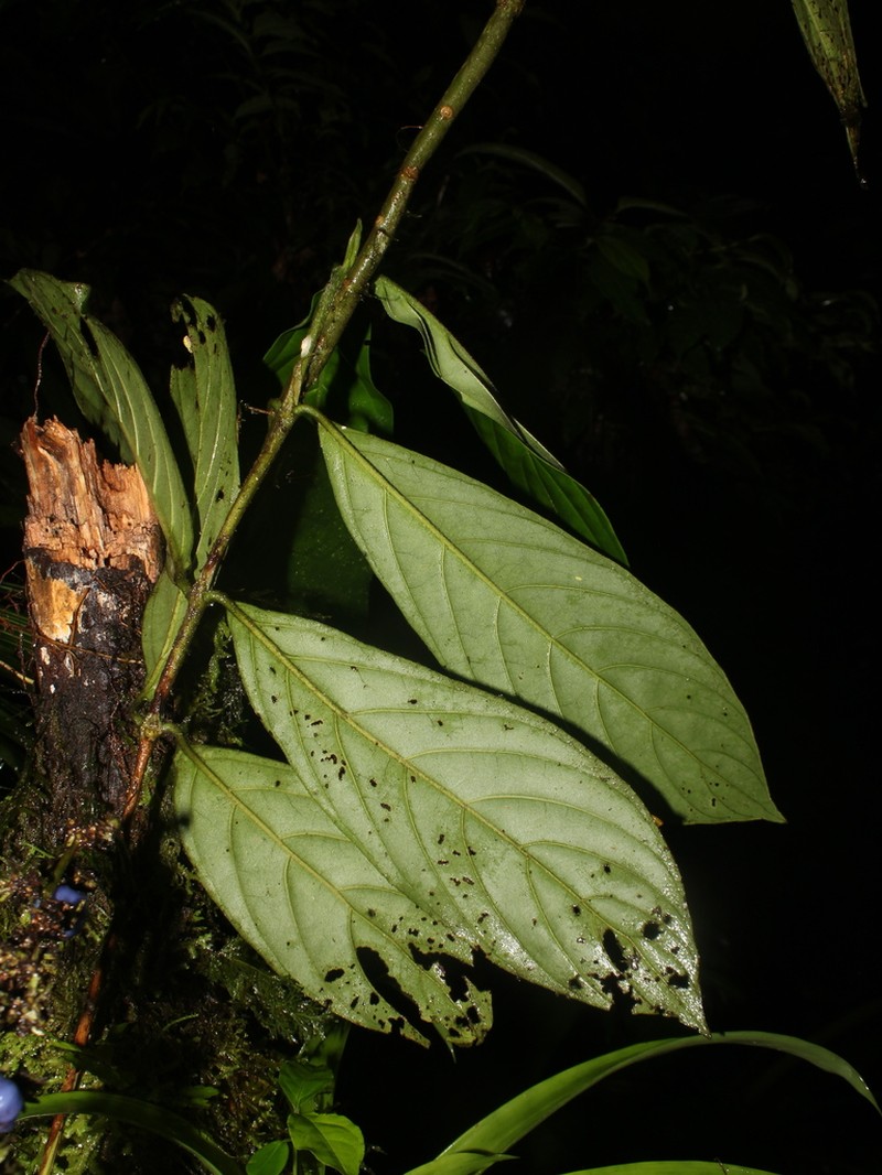 Bertiera bracteosa