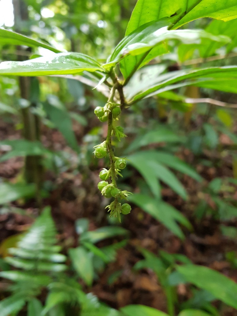 Bertiera bracteosa photo 2