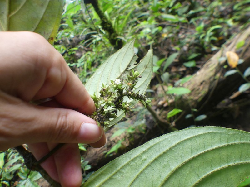 Bertiera bracteosa photo 3