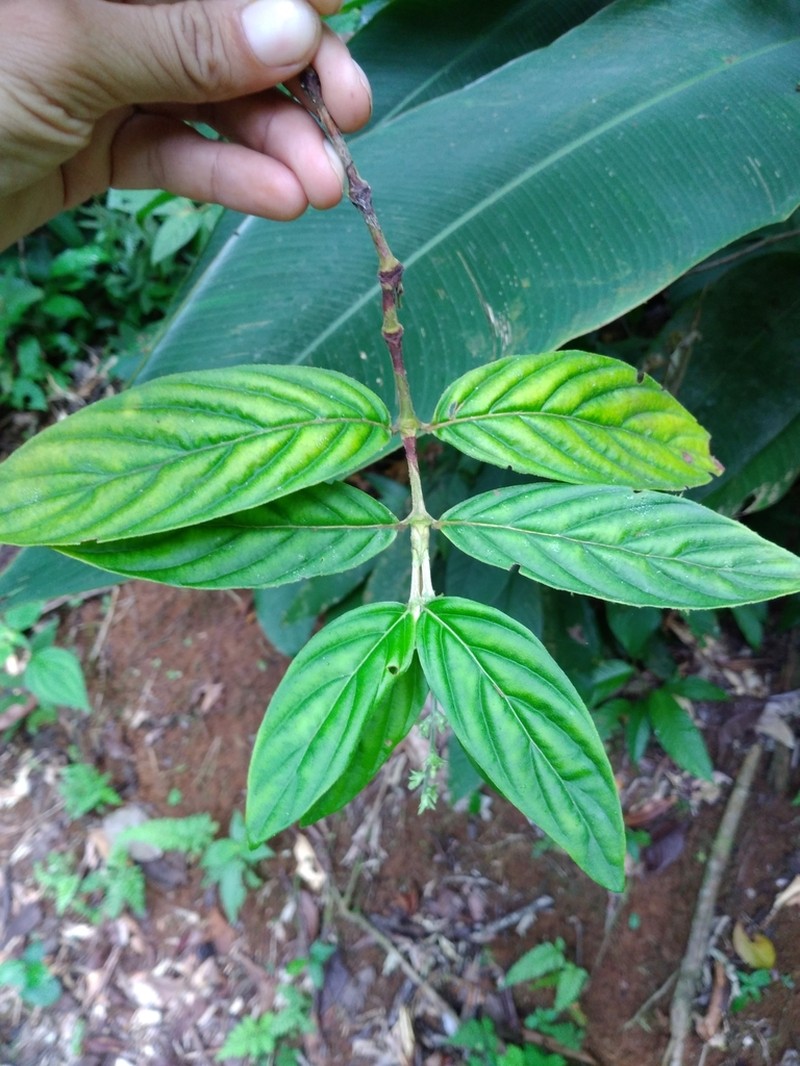 Bertiera bracteosa photo 4