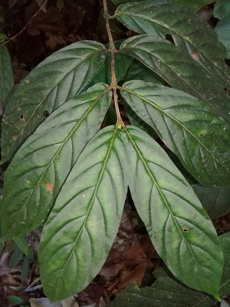 Bertiera bracteosa photo 5