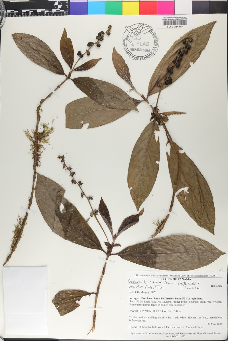 Bertiera bracteosa photo 7