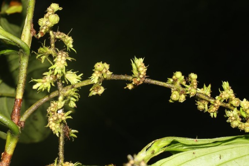 Bertiera bracteosa photo 8